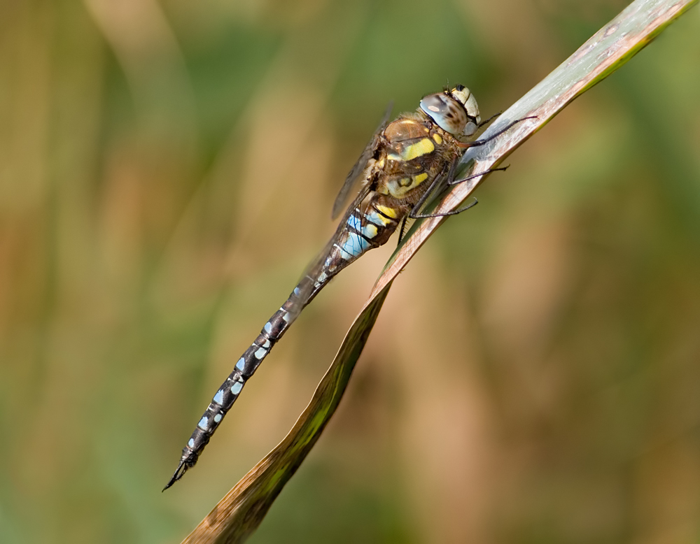 Migrant Hawker 5